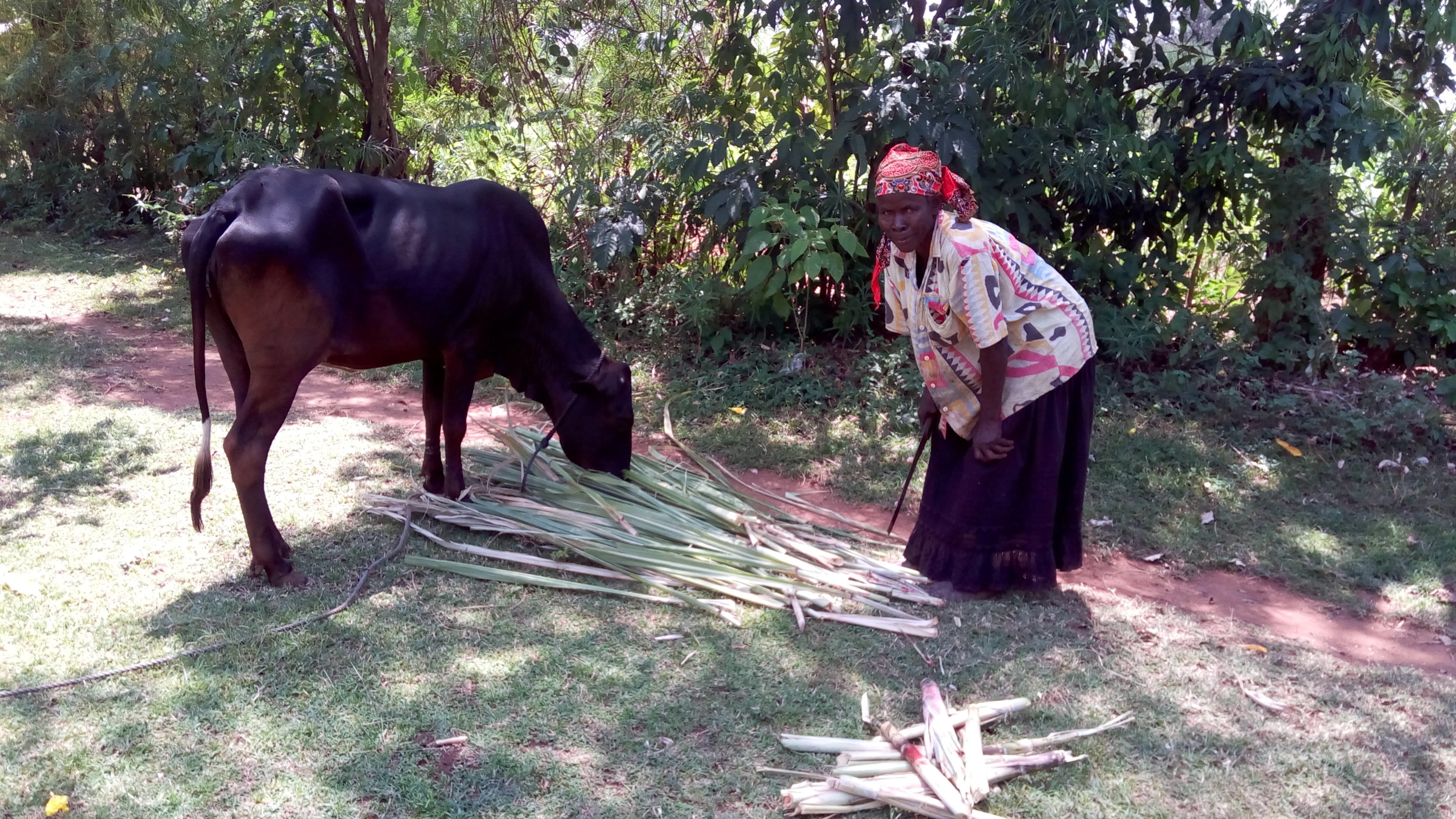 Mary Omer and her milking cow